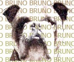 Bruno